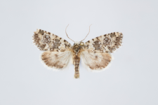 Bryophila demestica
