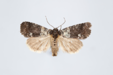 Bryophila ereptricula