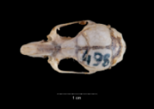 Apodemus sylvaticus