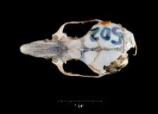 Apodemus sylvaticus