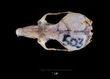 Apodemus sylvaticus