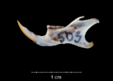 Apodemus sylvaticus