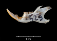 Apodemus sylvaticus