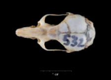 Apodemus sylvaticus