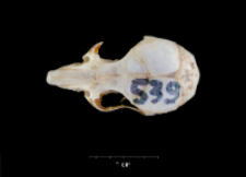 Apodemus sylvaticus