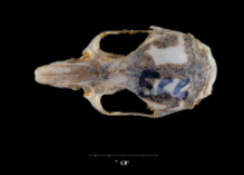Apodemus sylvaticus