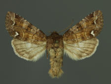 Ceramica pisi (Linnaeus, 1758)