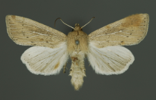 Leucania obsoleta (Hübner, 1803)