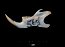 Apodemus sylvaticus