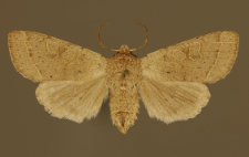 Orthosia populeti (Fabricius, 1775)