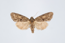 Cryphia fraudaricula