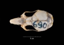 Apodemus sylvaticus