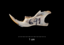 Apodemus sylvaticus