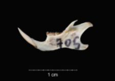 Apodemus sylvaticus