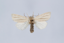 Simyra albovenosa