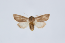 Simyra albovenosa