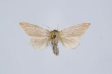 Simyra nervosa