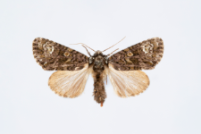 Craniophora ligustri