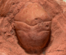 Goniodromites serratus