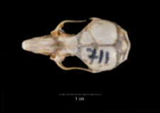 Apodemus sylvaticus