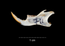Apodemus sylvaticus