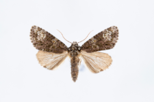 Craniophora ligustri