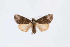 Craniophora ligustri