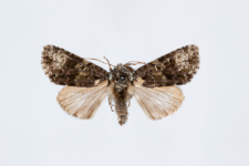 Craniophora ligustri