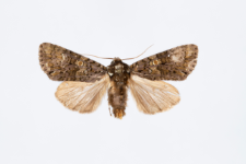 Craniophora ligustri