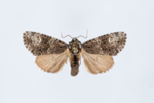 Craniophora ligustri
