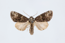 Craniophora ligustri
