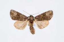 Craniophora ligustri