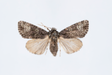 Craniophora ligustri