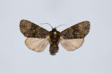 Craniophora ligustri