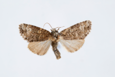 Craniophora ligustri