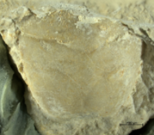 Goniodromites narinosus