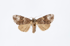 Craniophora ligustri