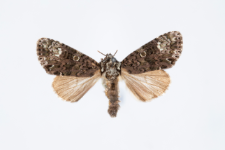 Craniophora ligustri