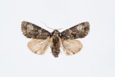 Craniophora ligustri