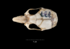 Apodemus sylvaticus