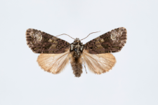 Craniophora ligustri