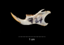 Apodemus sylvaticus