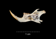 Apodemus sylvaticus