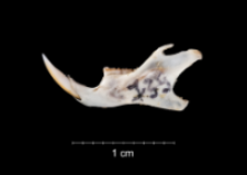 Apodemus sylvaticus