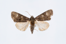Craniophora ligustri