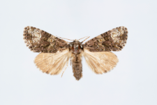 Craniophora ligustri