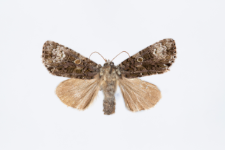 Craniophora ligustri