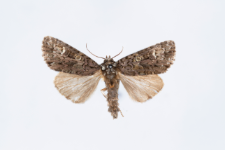 Craniophora ligustri