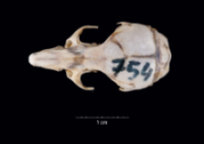 Apodemus sylvaticus