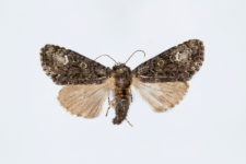 Craniophora ligustri